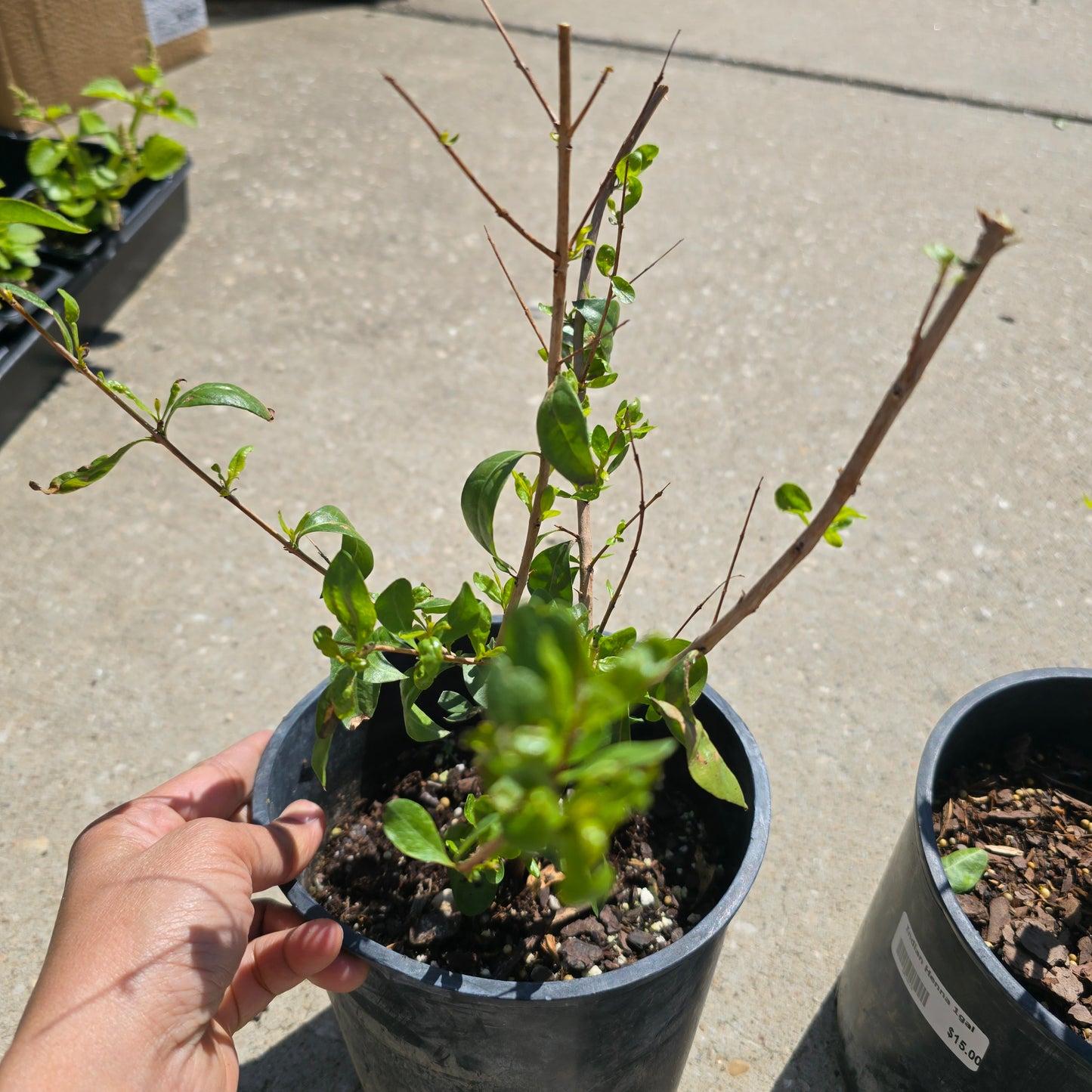 Henna - 1 gallon pot | Lawsonia inermis