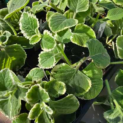Cuban Oregano Variegated – Live Plant, 3" Pot, 2 Pack