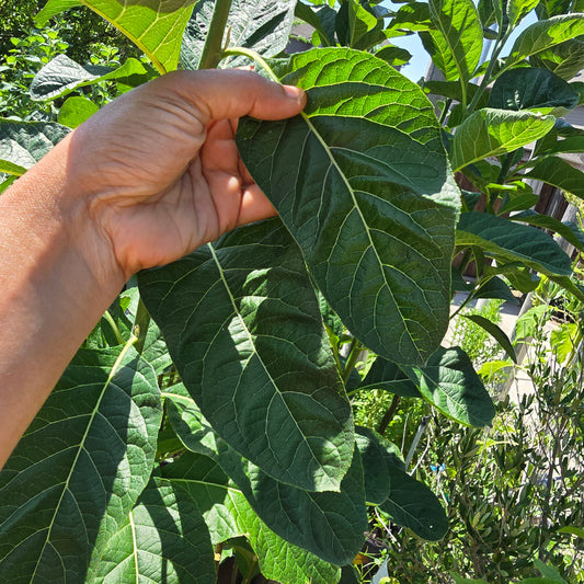 Bitter Leaf Leaves-2lbs- Vernonia amygdalina Ewuro/ Yoruba