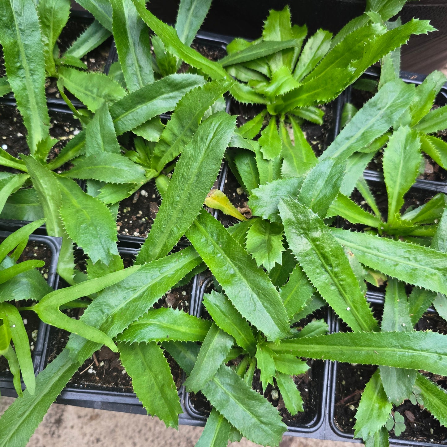 2 pack- Culantro Live Plant- 4"pot