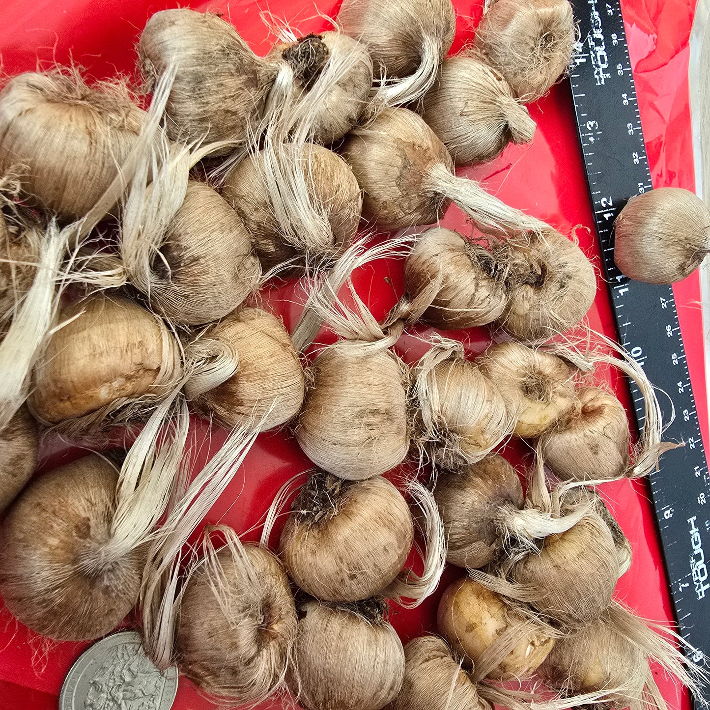 Saffron Crocus- 25 bulbs - Crocus sativus