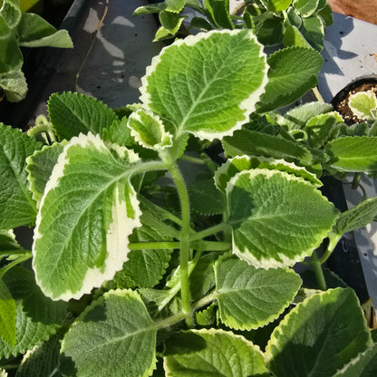 Cuban Oregano Variegated – Live Plant, 3" Pot, 2 Pack