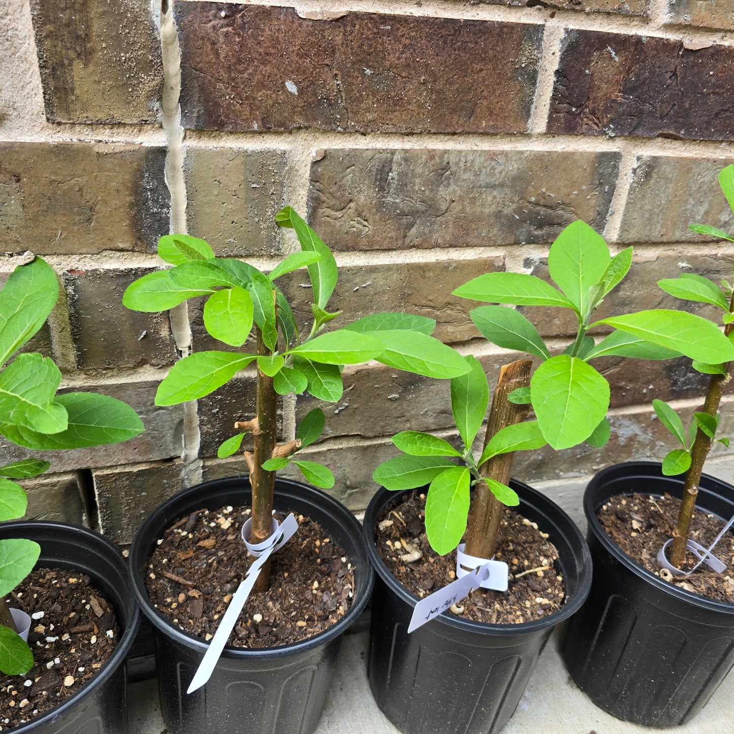 Bitter Leaf Tree-1 gallon pot- Vernonia amygdalina Ewuro/ Yoruba