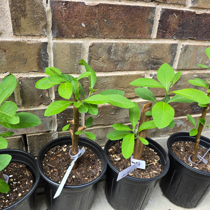 Bitter Leaf Tree (Vernonia amygdalina) – Live Plant, 1 Gallon Pot
