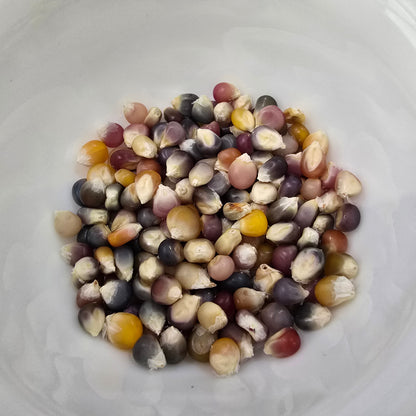 Ornamental Corn 'Glass Gem' – 20 Seeds