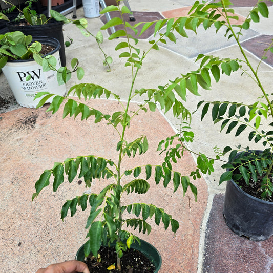 Curry Leaf Plant