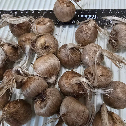 Saffron Crocus-10 bulbs - Crocus sativus