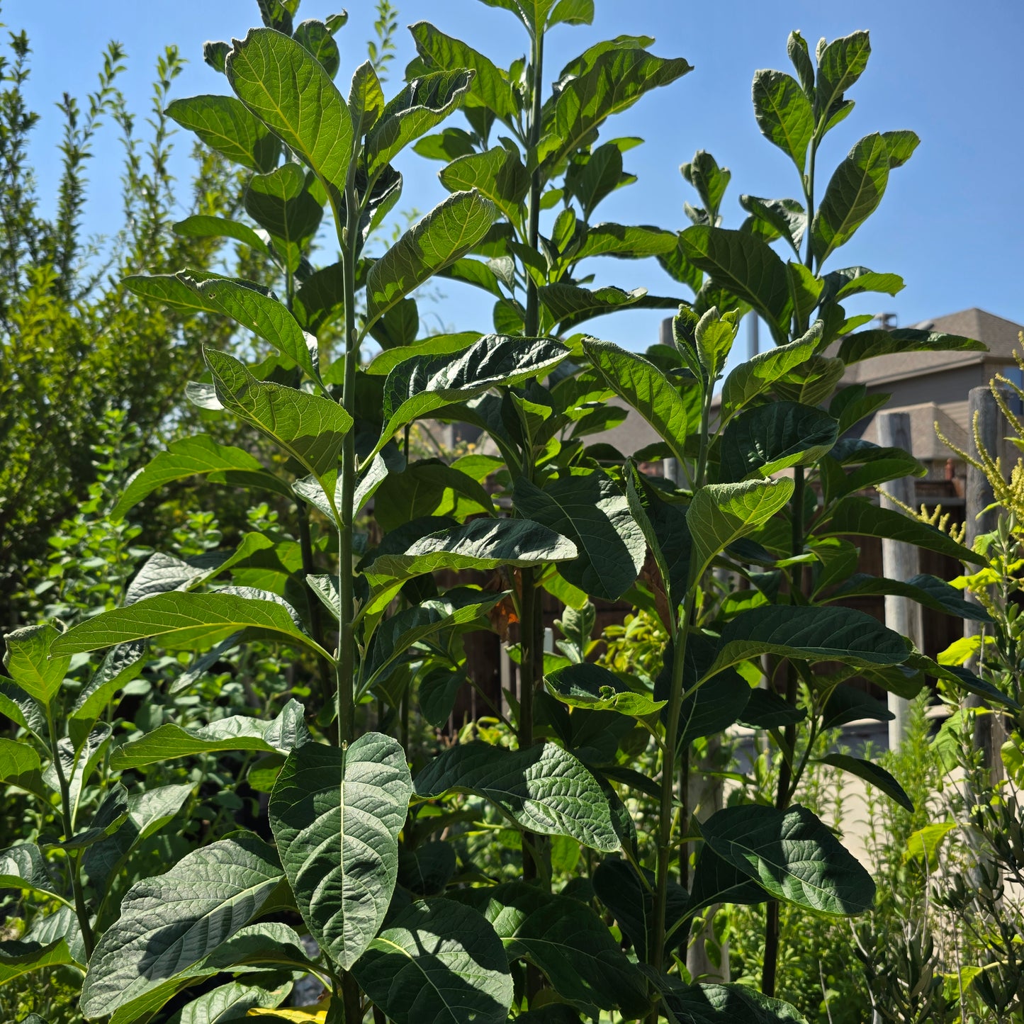 Bitter Leaf Leaves-2lbs- Vernonia amygdalina Ewuro/ Yoruba