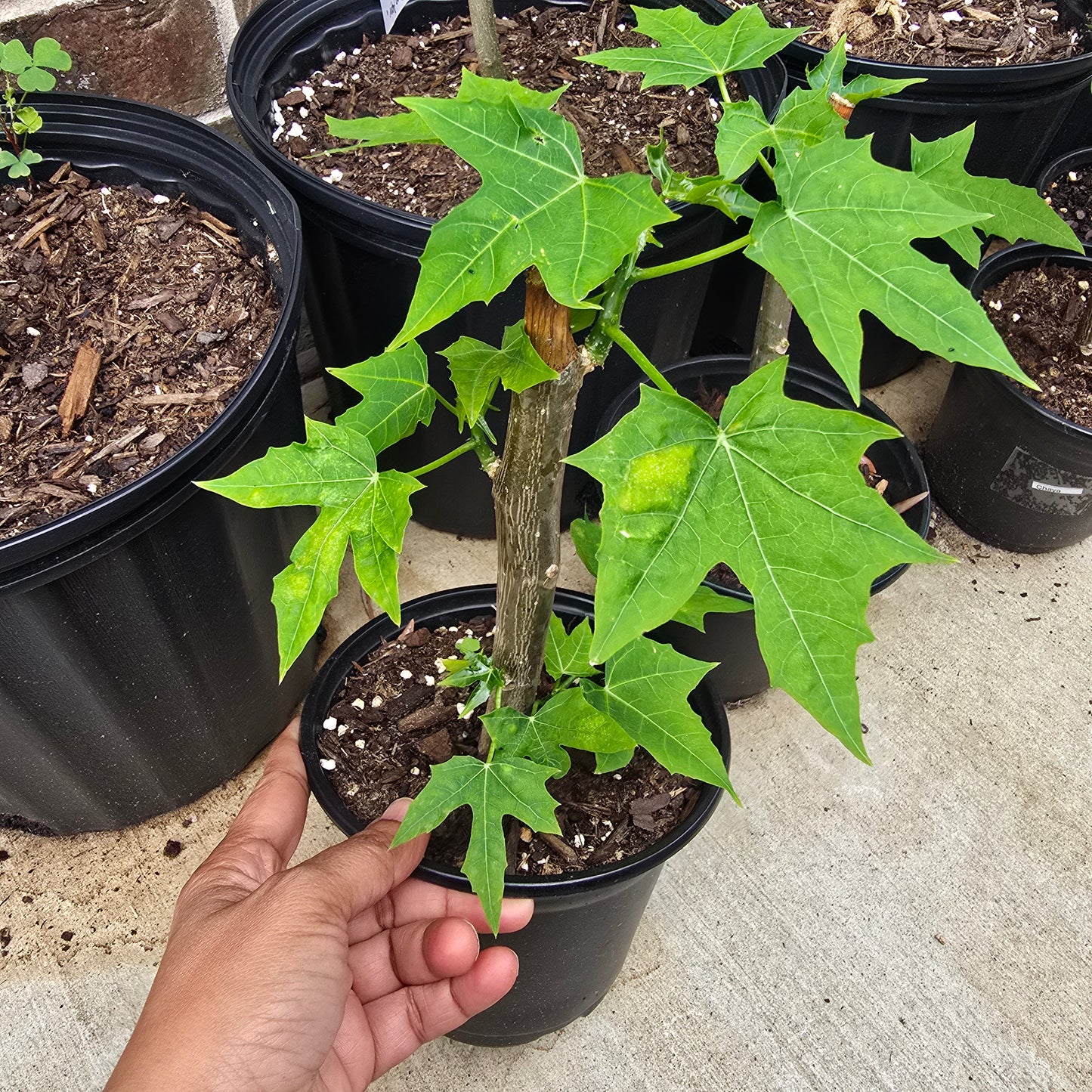 Chaya Plant- Potted- 5" pot- Cnidoscolus aconitifolius