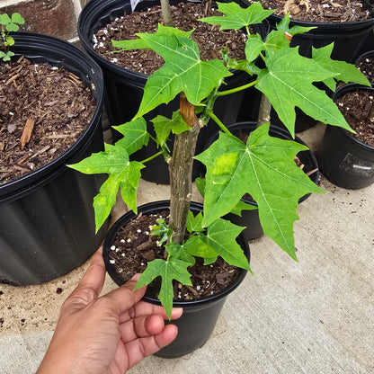 Chaya (Cnidoscolus aconitifolius) – Live Plant, 5" Pot