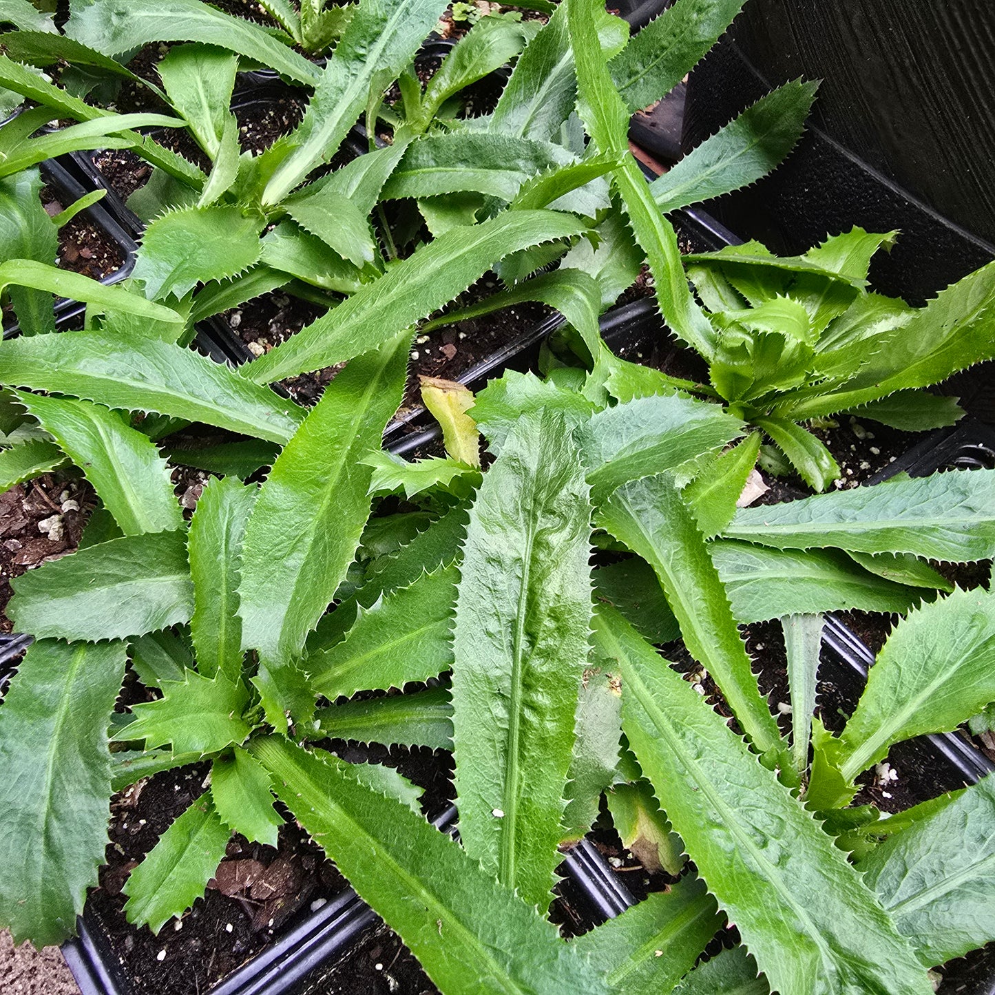 2 pack- Culantro Live Plant- 4"pot