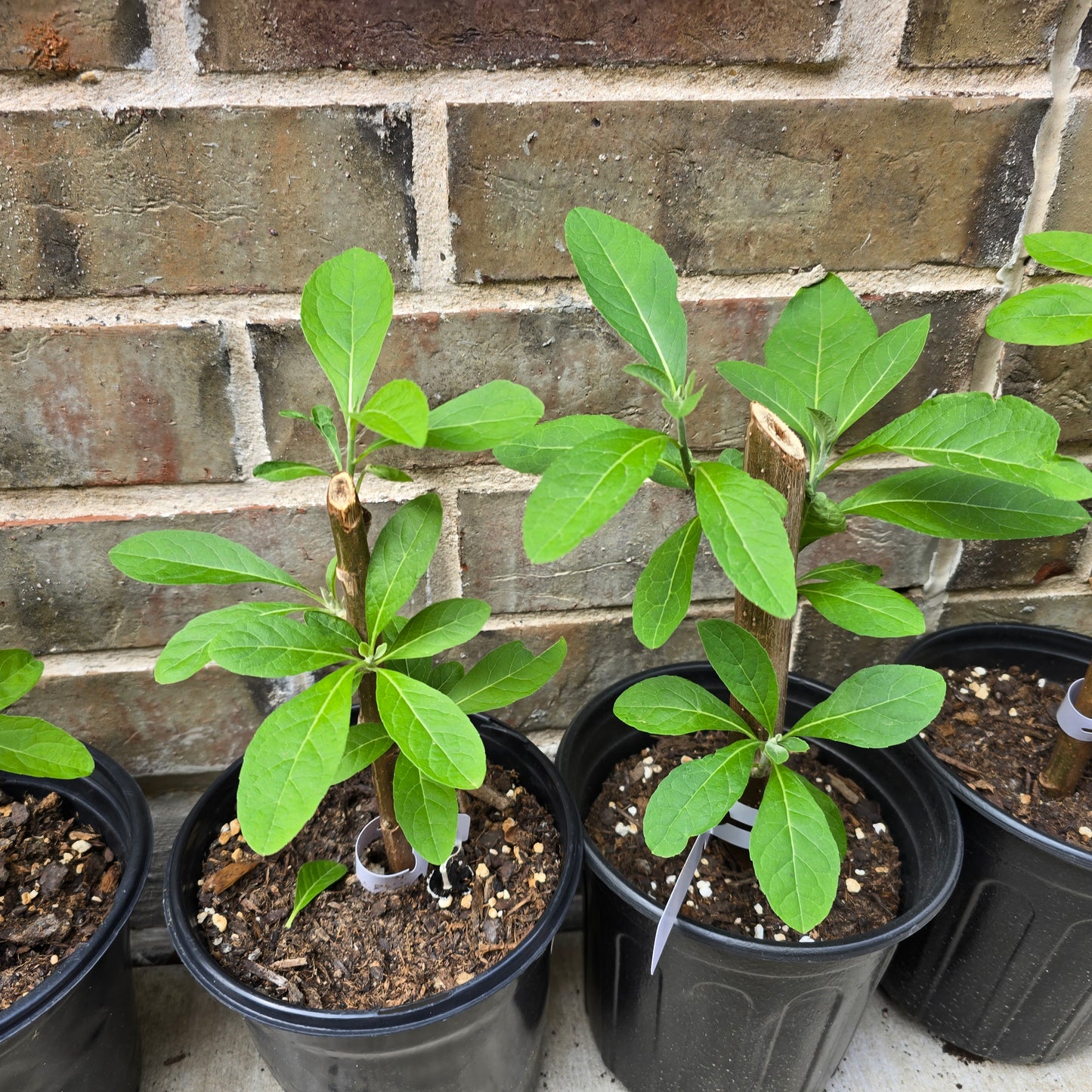 Bitter Leaf Tree-1 gallon pot- Vernonia amygdalina Ewuro/ Yoruba