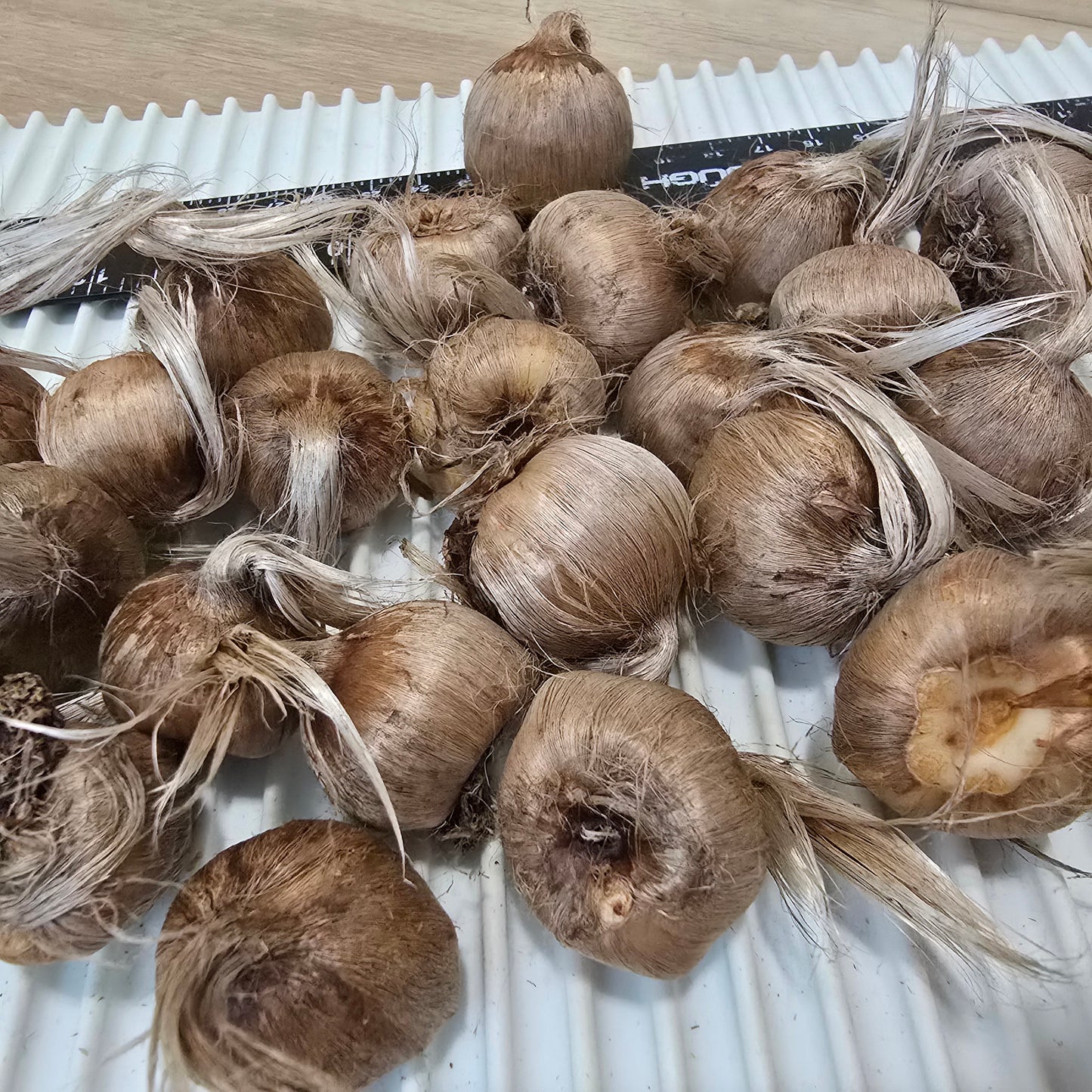 Saffron Crocus-10 bulbs - Crocus sativus