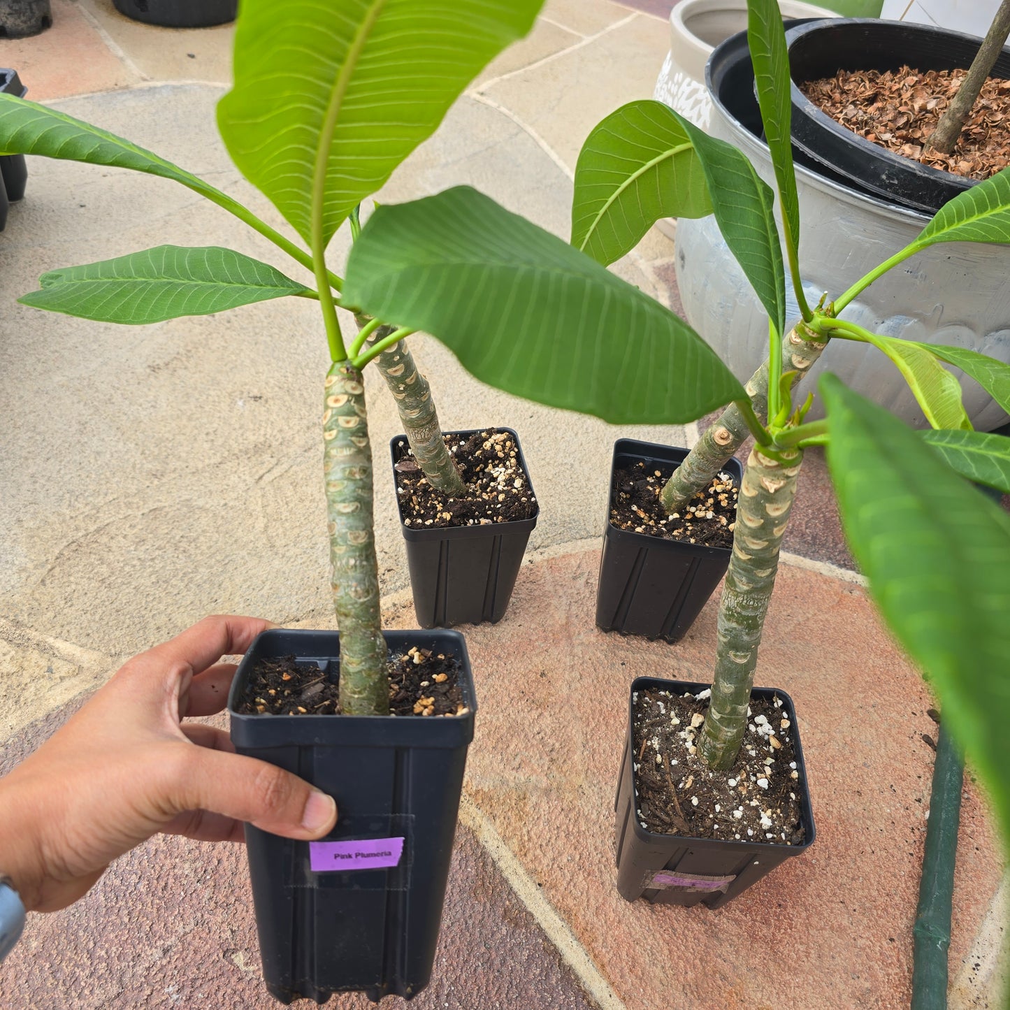 Plumeria Plant- Pink flowers- 5" pot