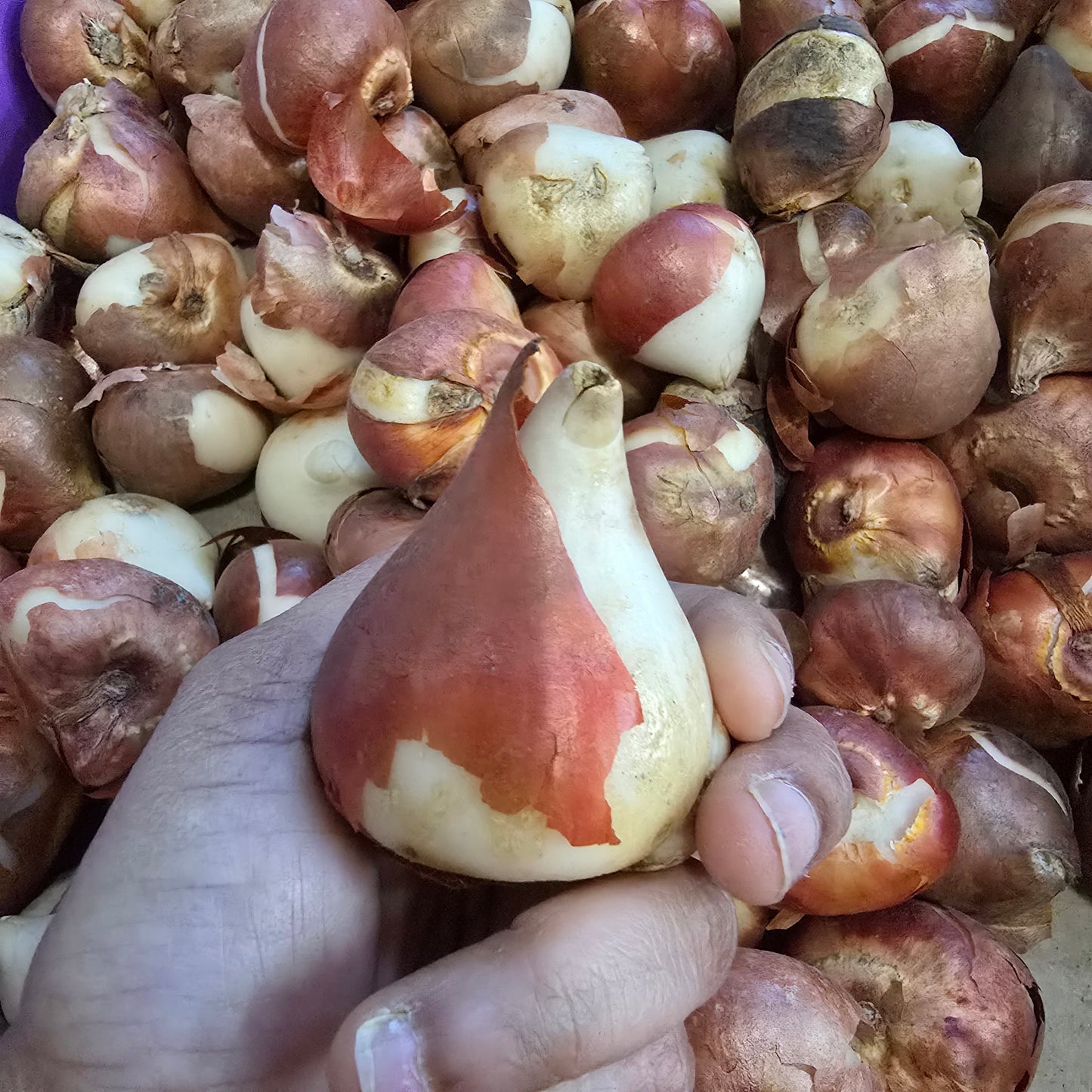Large Daffodil Bulbs- 10 Pack