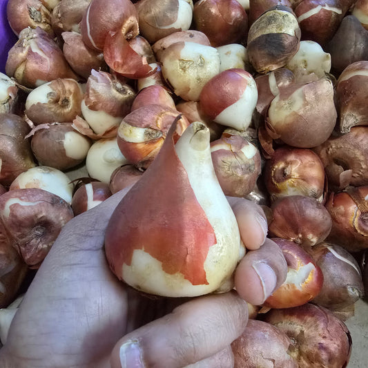 Large Daffodil Bulbs- 10 Pack