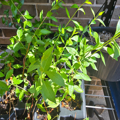 Henna (Lawsonia inermis) – Live Plant, 4" Pot