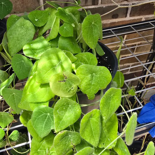 Grass Jelly Vine- 1 gallon pot