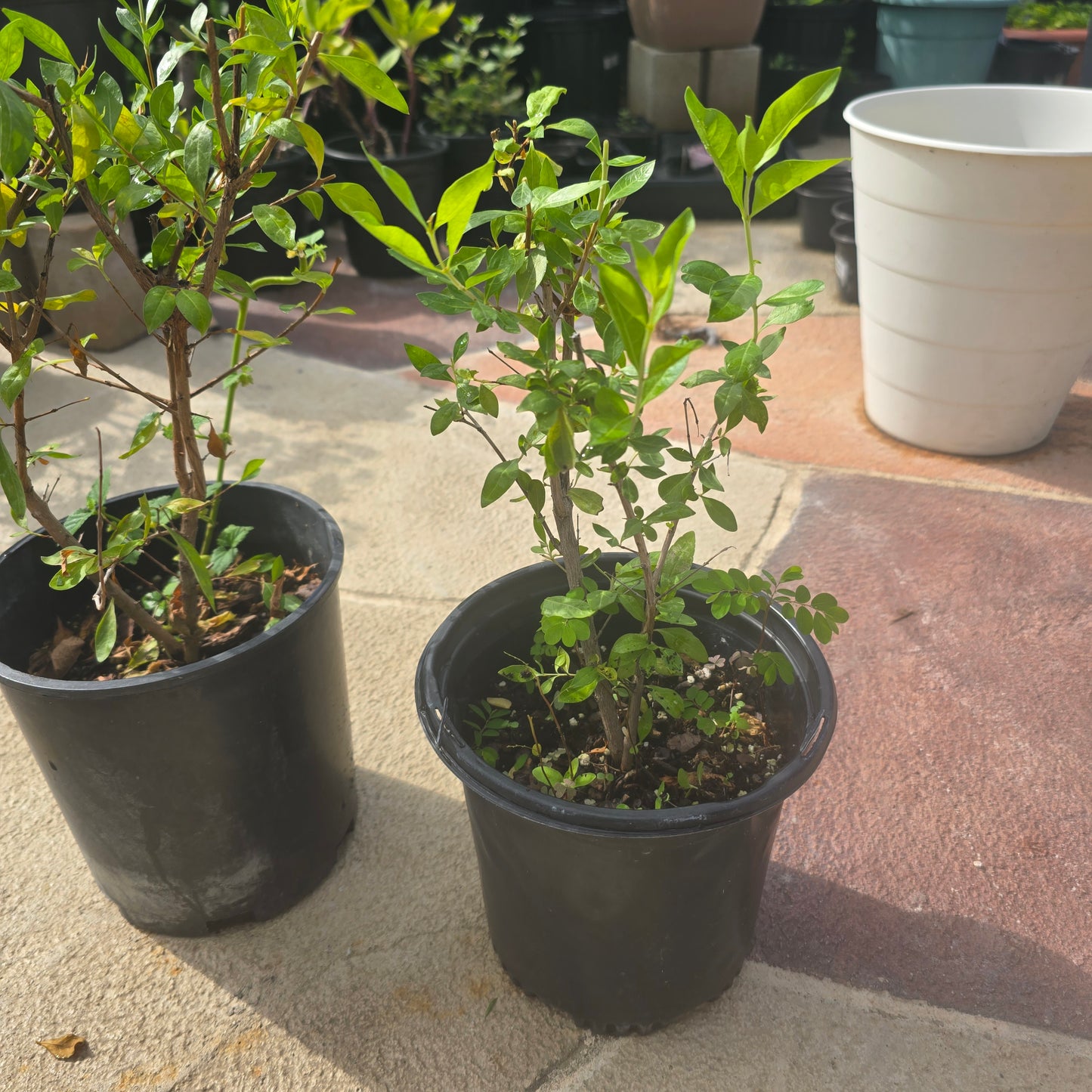 Henna - 1 gallon pot | Lawsonia inermis