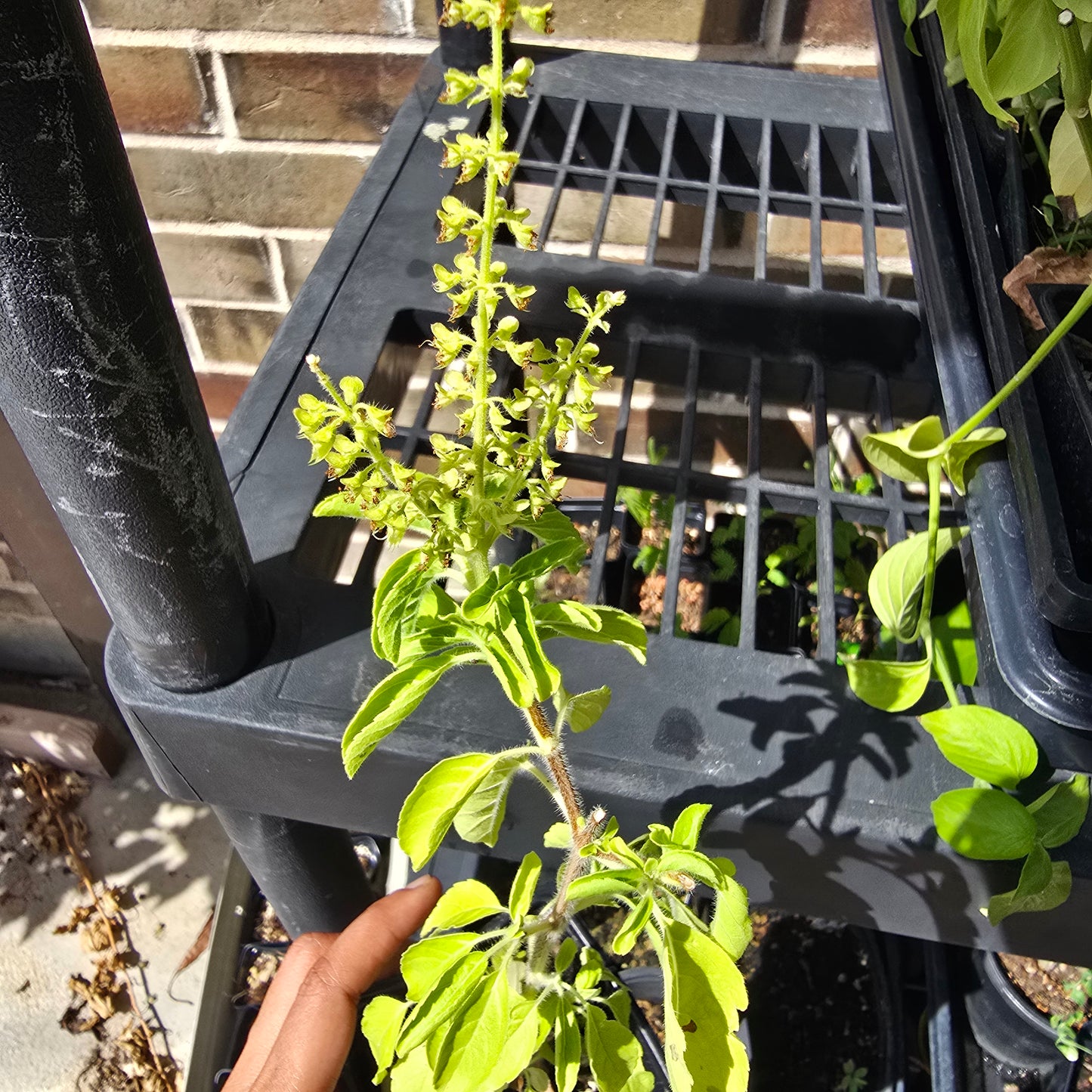 Green Tulsi- Purple Leaf Holy Basil- 4" pot