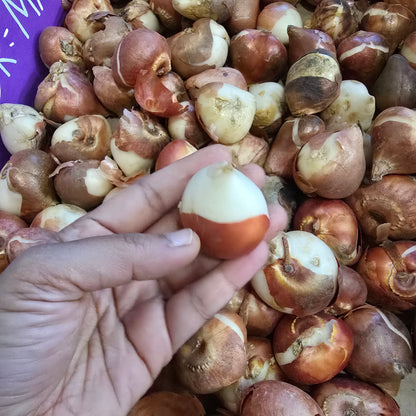 Flower Bulb Box - Large Bulbs(5 Daffodils + 5 Mixed Tulips)