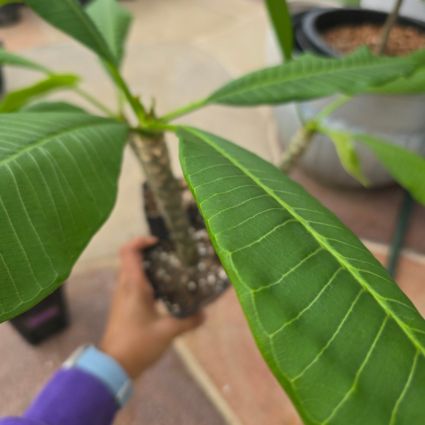 Plumeria Plant- Pink flowers- 5" pot