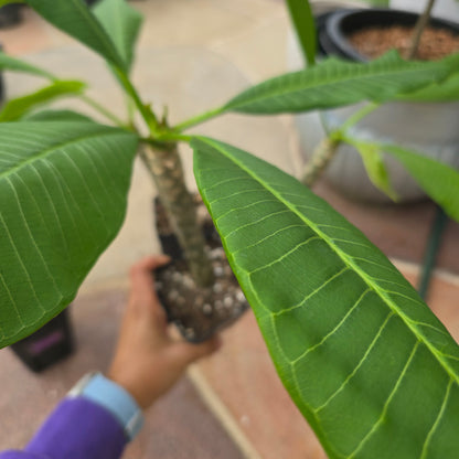 Plumeria 'Pink' – Live Plant, 5" Pot