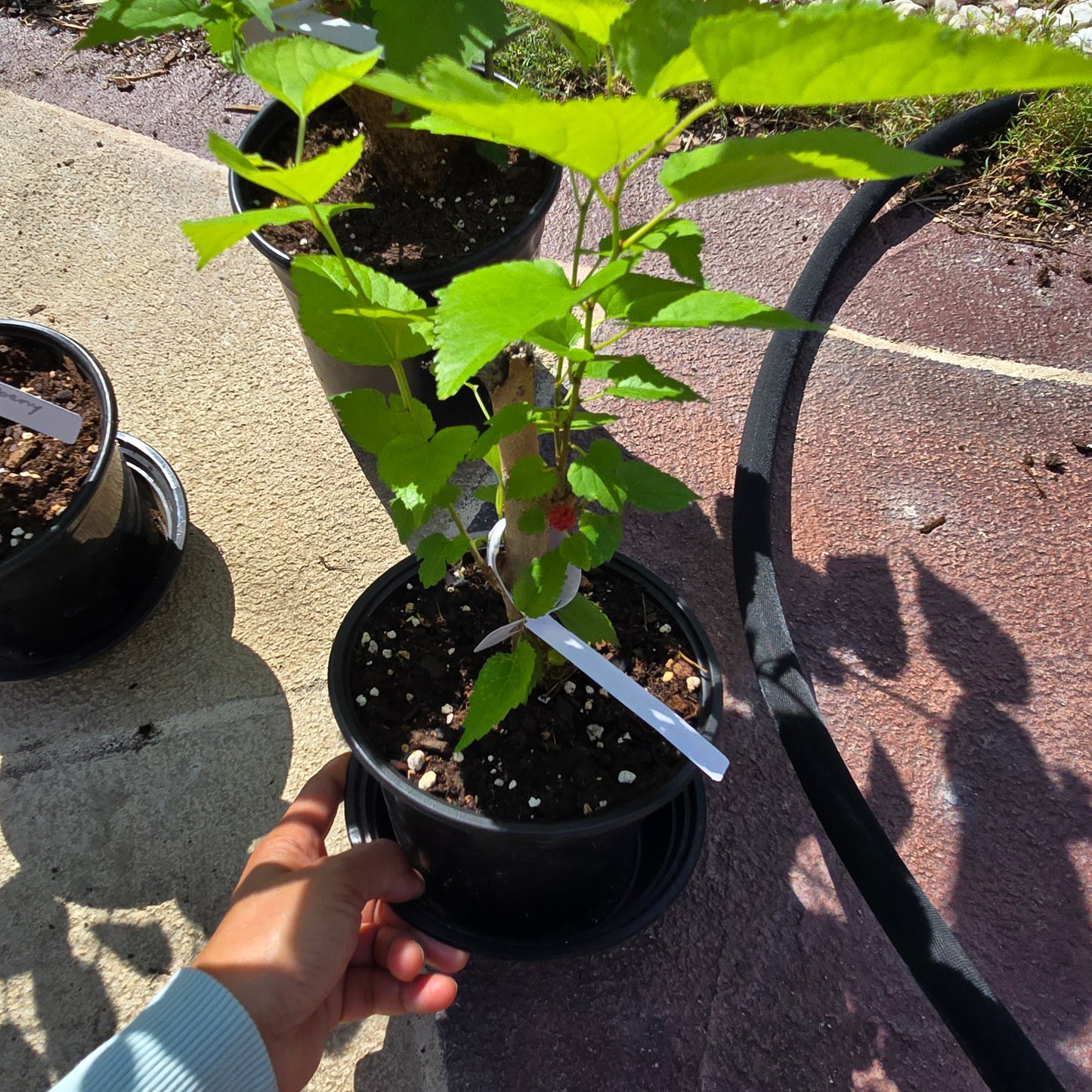 Everbearing Mulberry Tree