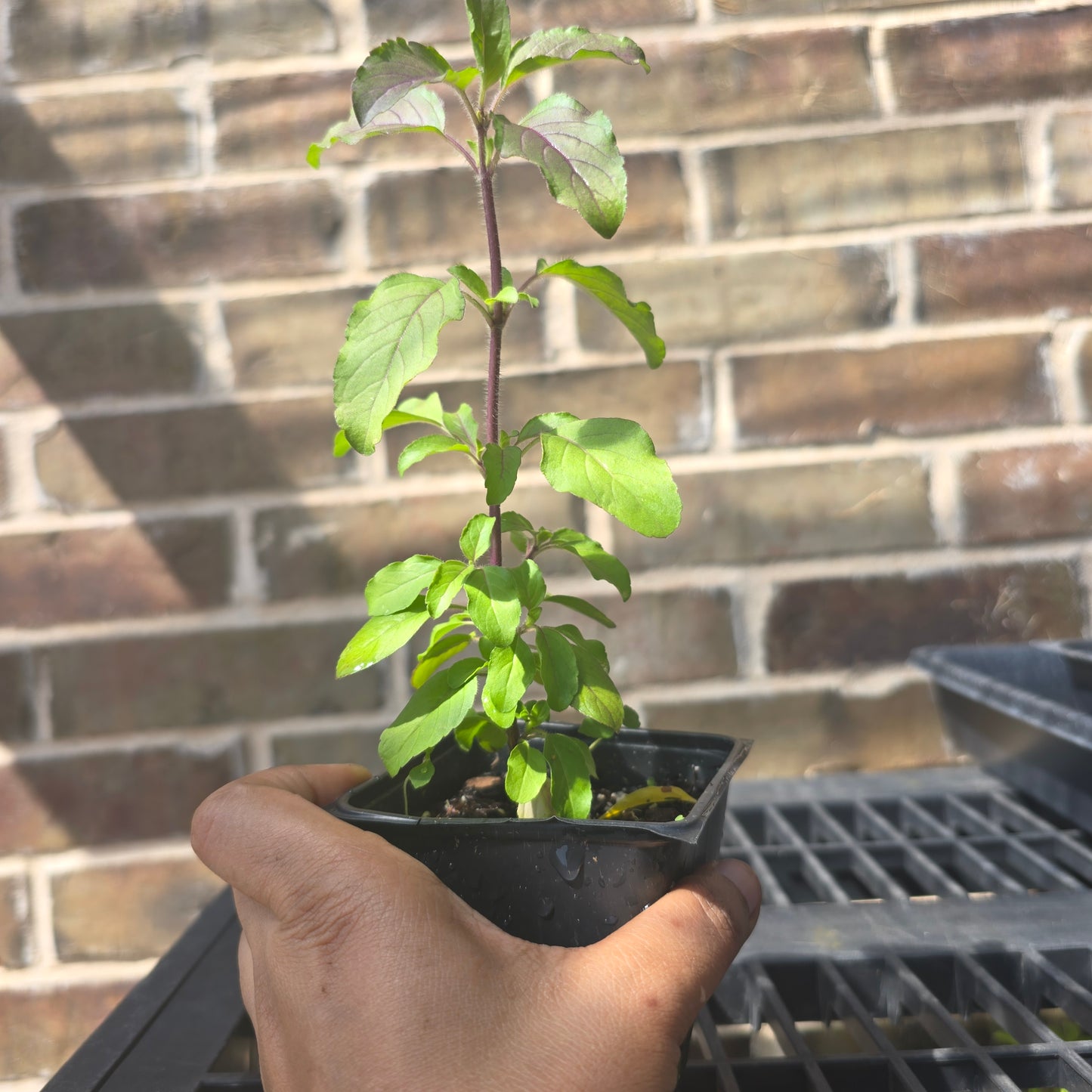 Krishna Tulsi- Purple Leaf Holy Basil- 4" pot