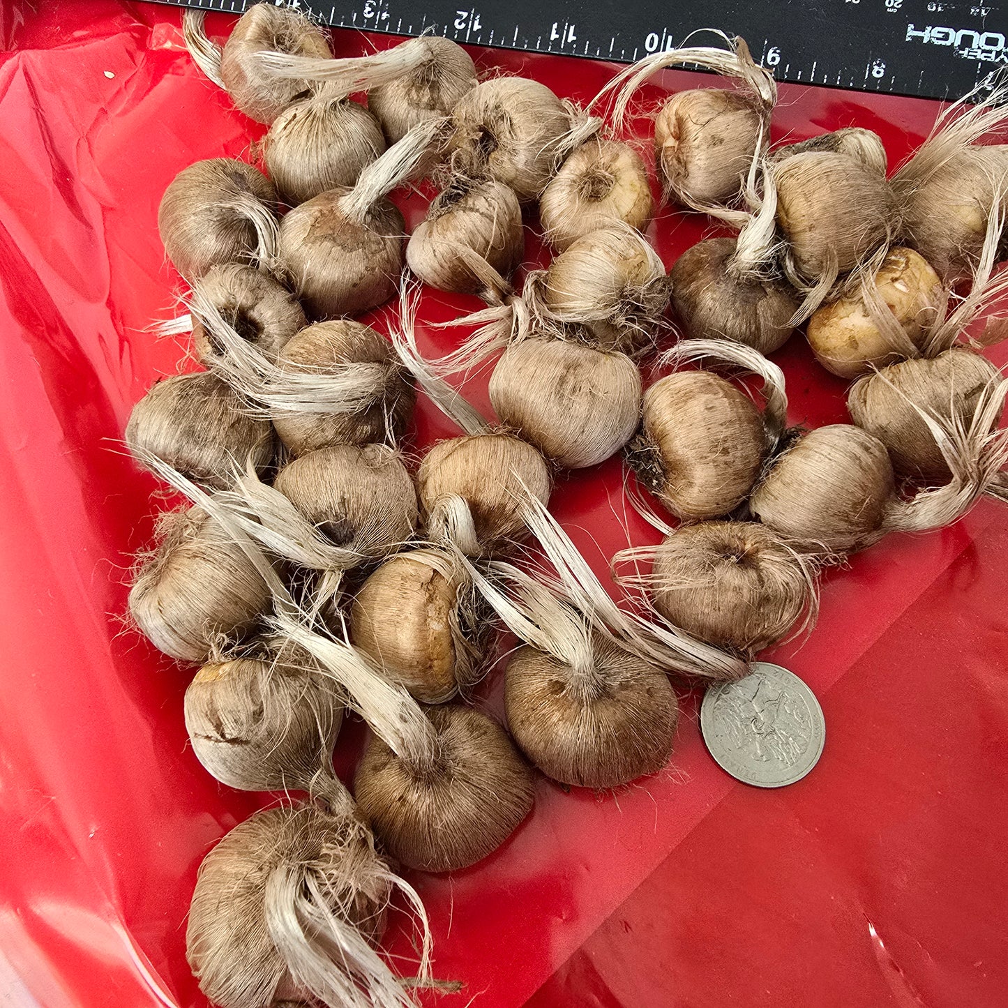 Saffron Crocus- 25 bulbs - Crocus sativus
