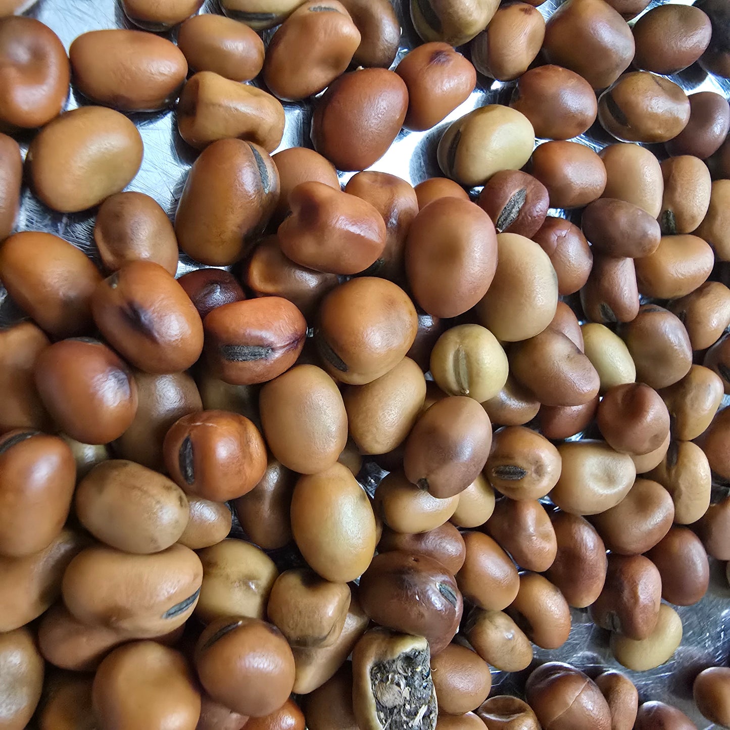 Organic Heirloom Fava Beans- 20 seeds