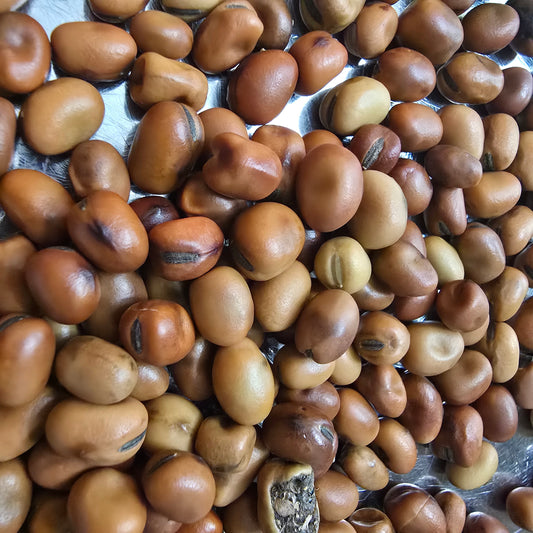 Organic Heirloom Fava Beans- 20 seeds