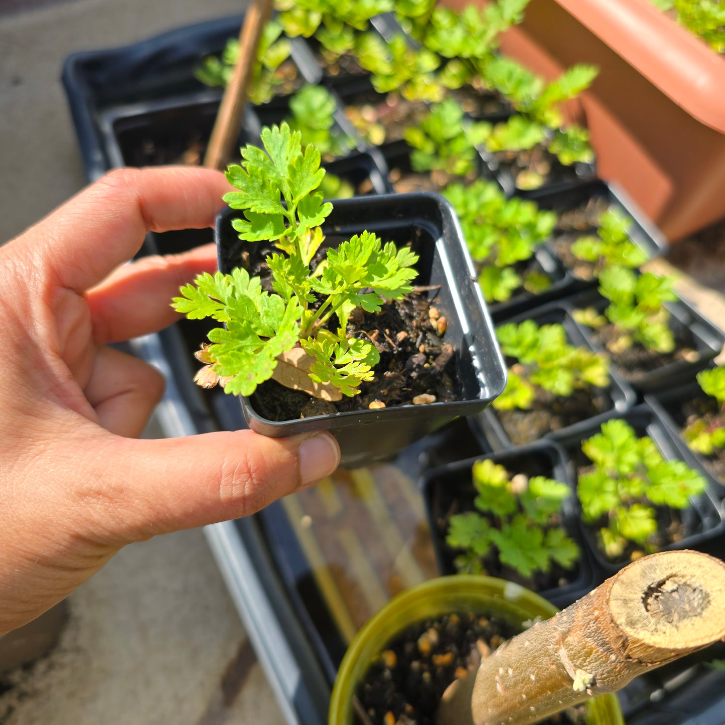 2 Pack-Feverfew Seedling- 2.5" pot-Tanacetum parthenium
