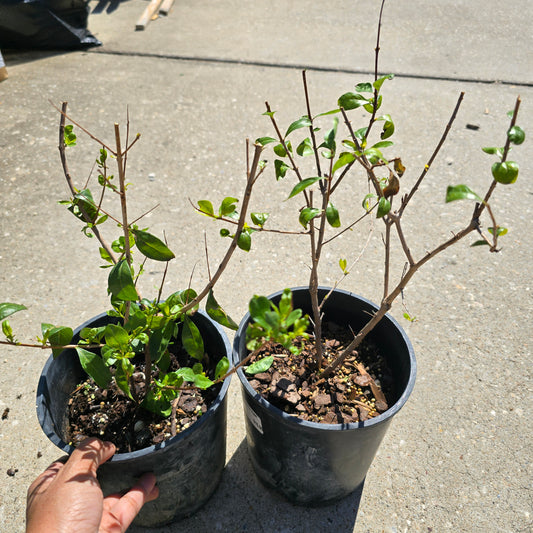 Henna - 1 gallon pot | Lawsonia inermis