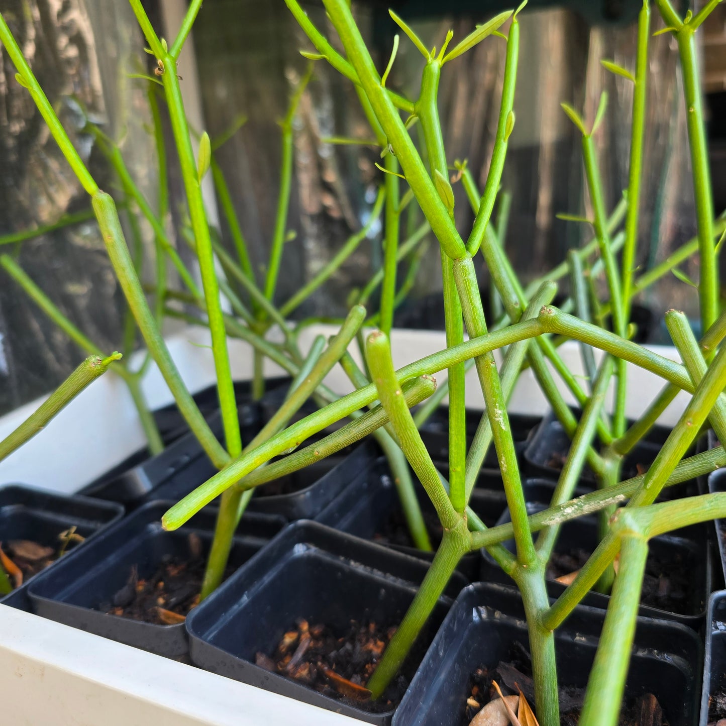 Pencil Cactus-Euphorbia tirucalli- 2.5" pot
