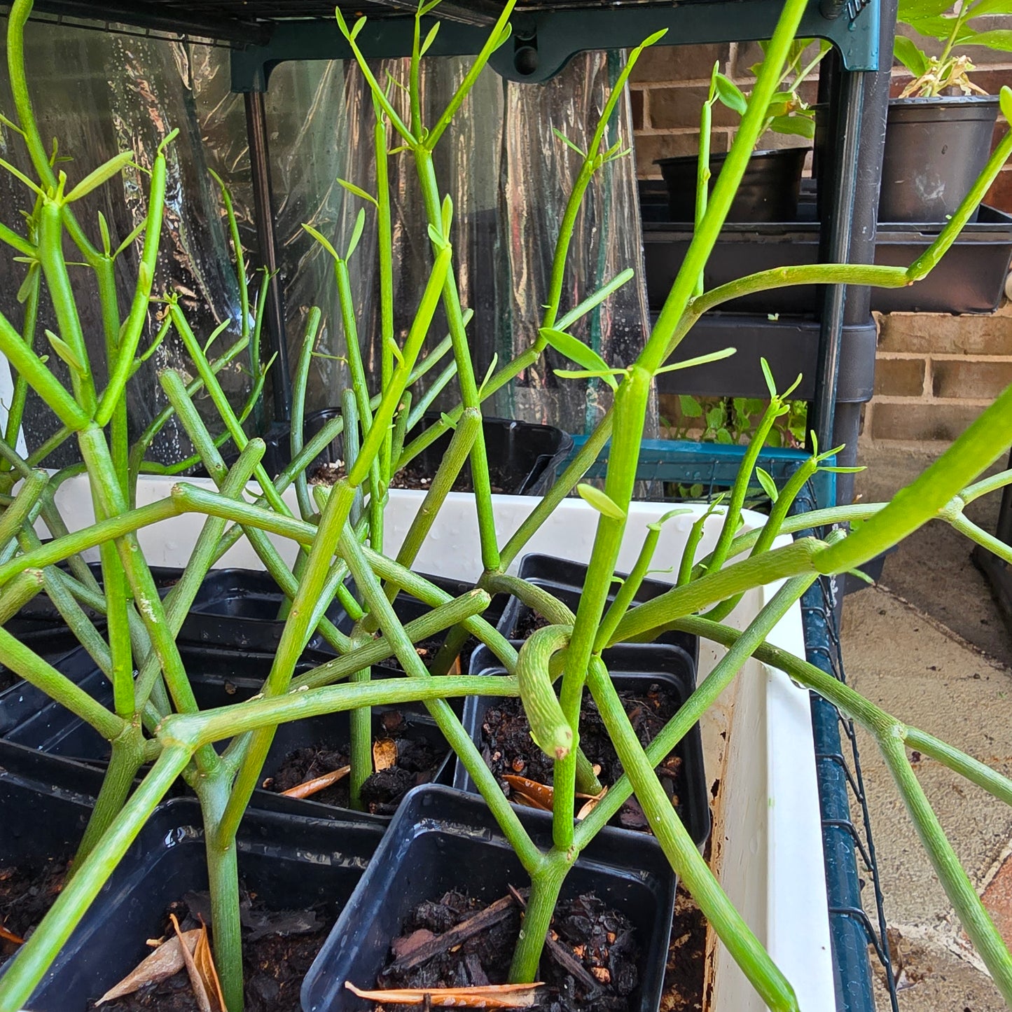 Pencil Cactus-Euphorbia tirucalli- 2.5" pot