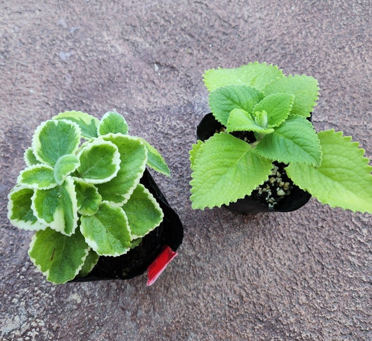 Cuban Oregano Starter Plants in  3 inch pots-  Plectranthus amboinicus- varigated and plain varieties 1 of each