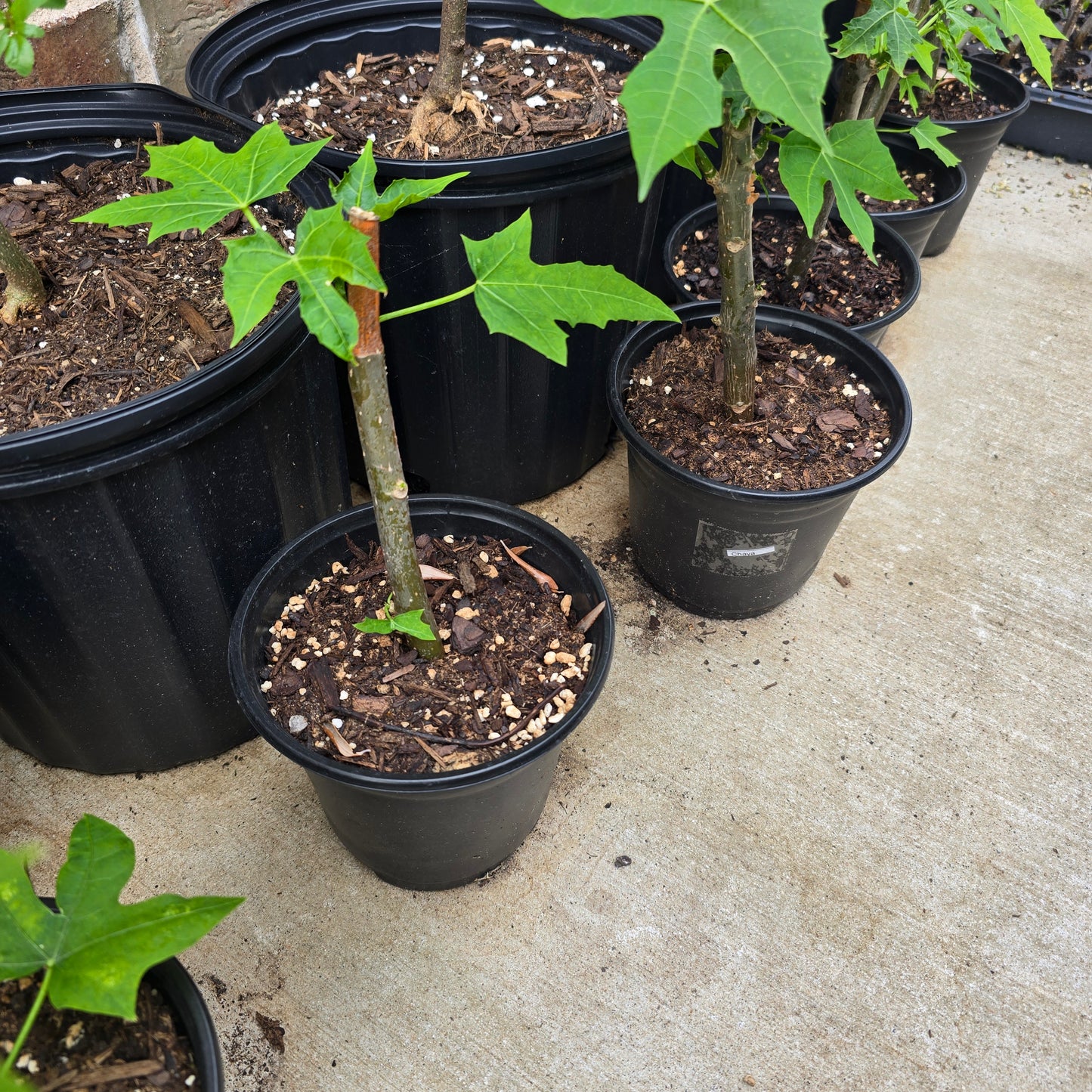 Chaya Plant- Potted- 5" pot- Cnidoscolus aconitifolius