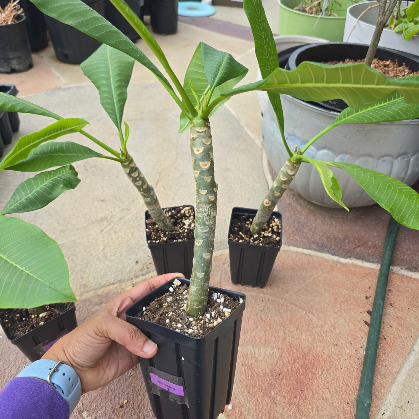 Plumeria Plant- Pink flowers- 5" pot