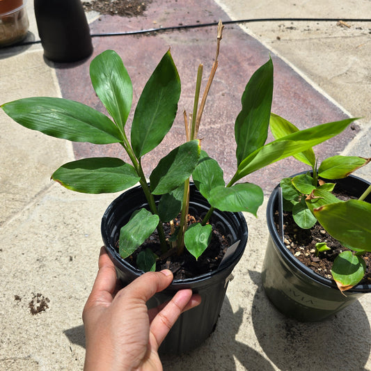 Green Cardamom Live Plant - 1 gallon pot | Elettaria cardamomum