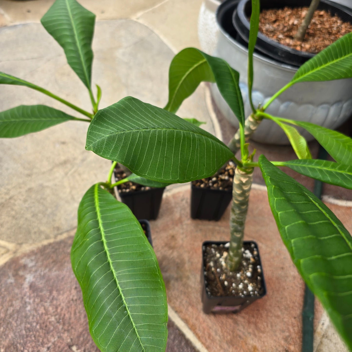 Plumeria Plant- Pink flowers- 5" pot