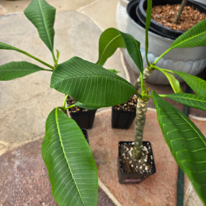 Plumeria 'Pink' – Live Plant, 5" Pot