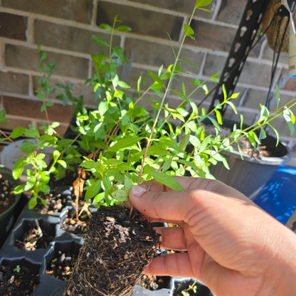 Henna (Lawsonia inermis) – Live Plant, 4" Pot