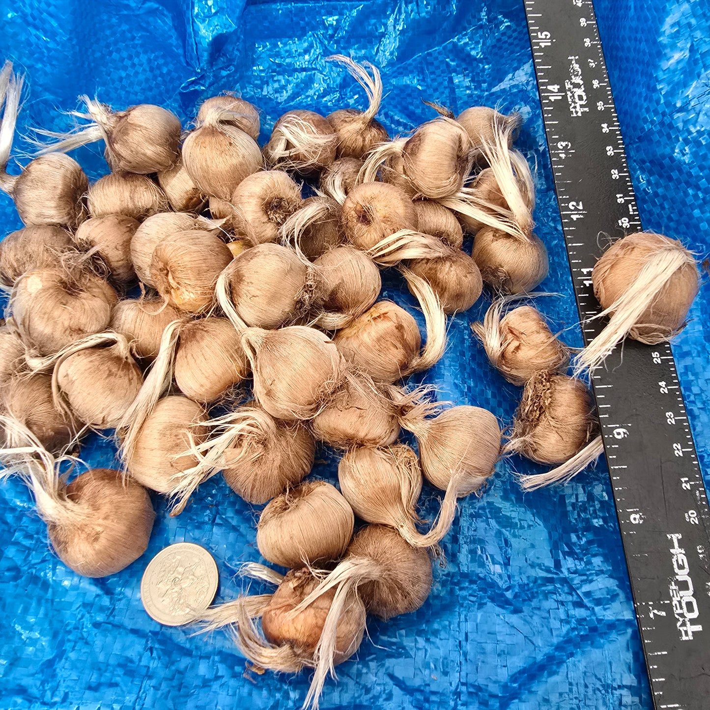 Saffron Crocus- 50 bulbs - Crocus sativus