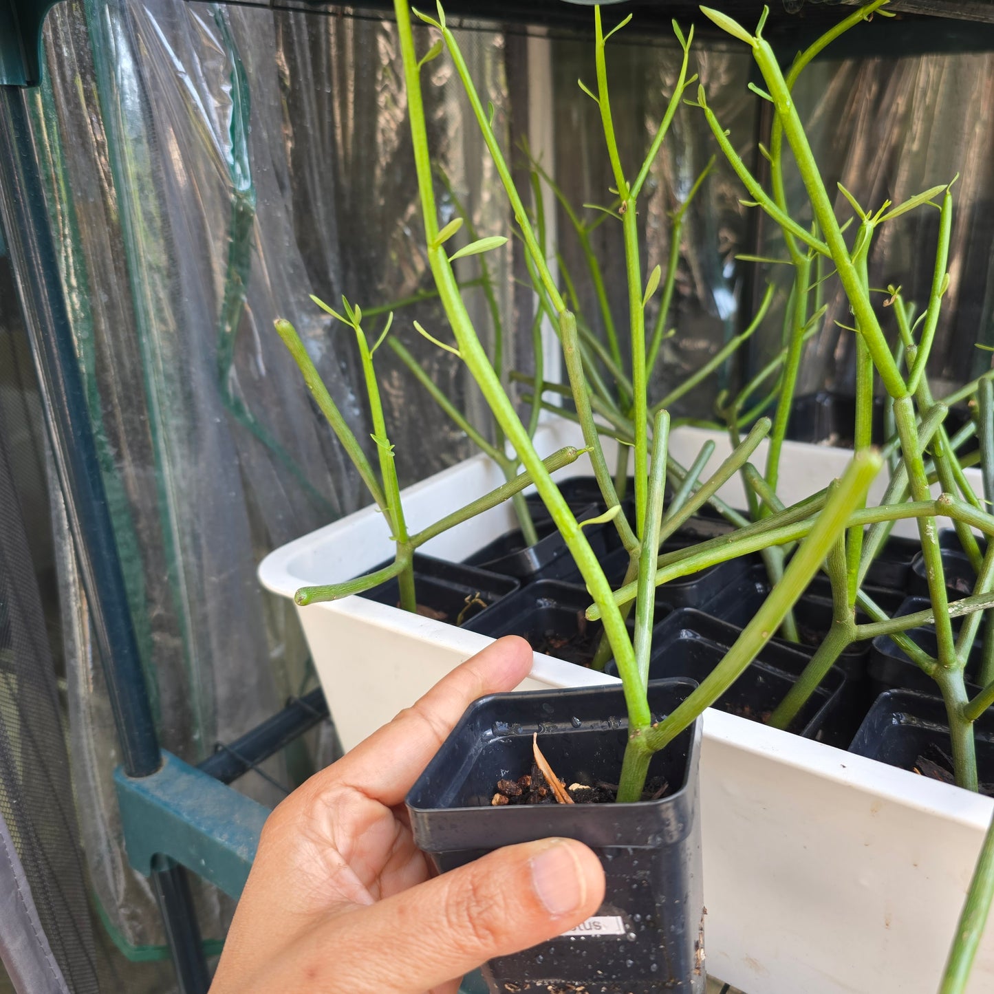 Pencil Cactus-Euphorbia tirucalli- 2.5" pot