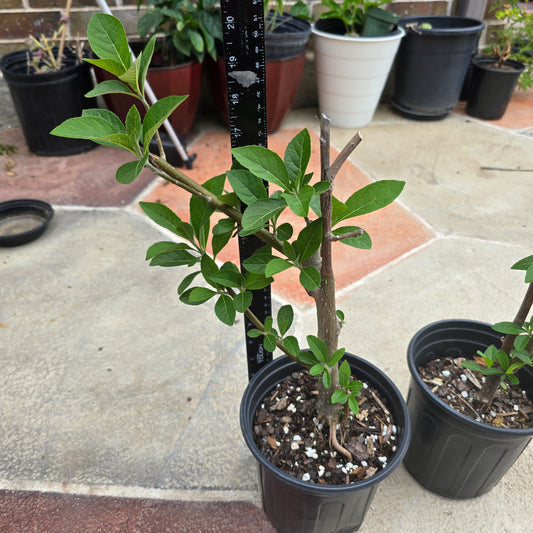 Bitter Leaf Tree-16-18" tall- Vernonia amygdalina Ewuro/ Yoruba