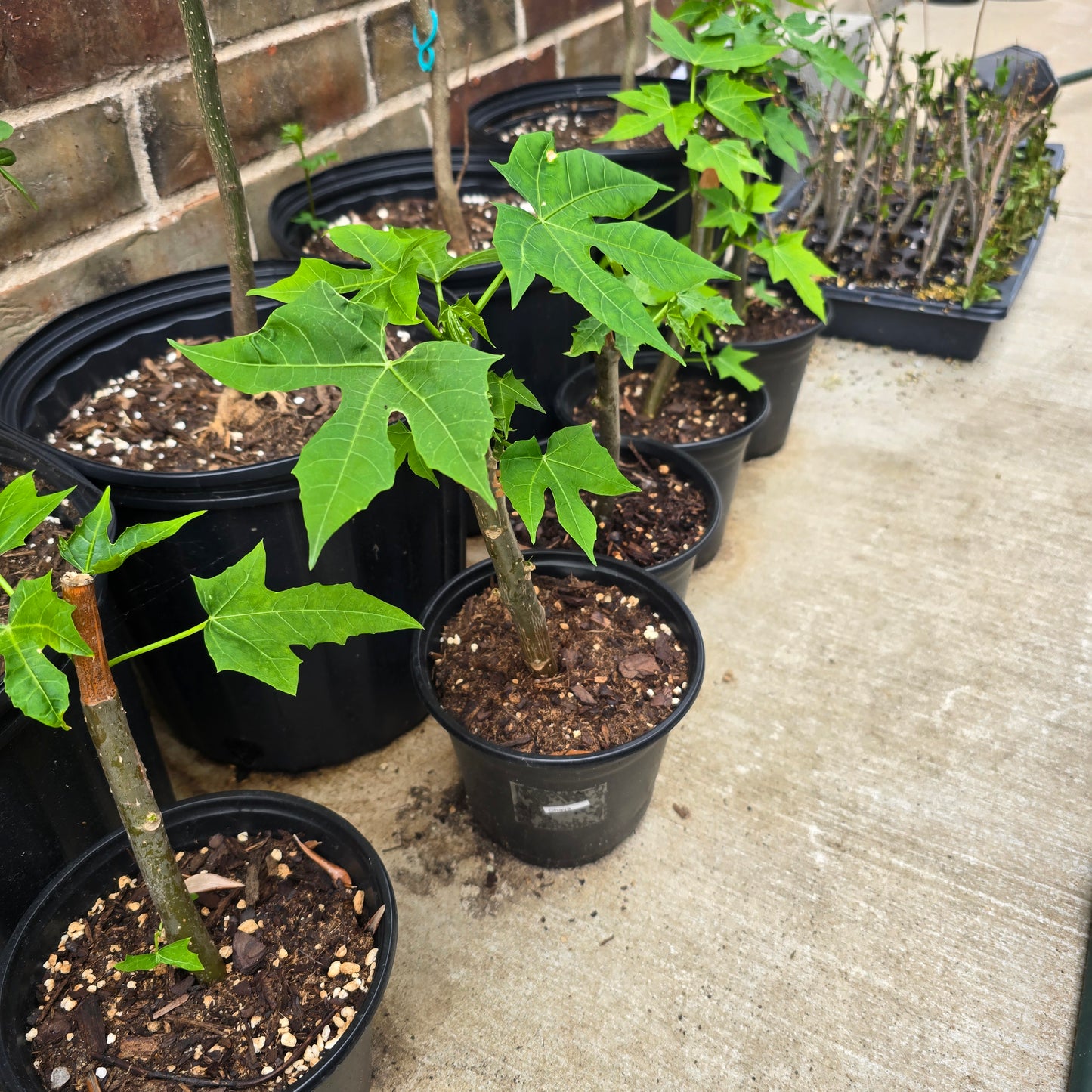Chaya Plant- Potted- 5" pot- Cnidoscolus aconitifolius
