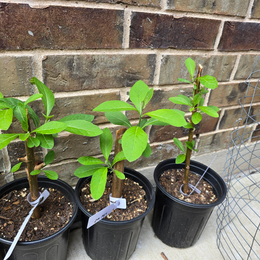 Bitter Leaf Tree-1 gallon pot- Vernonia amygdalina Ewuro/ Yoruba