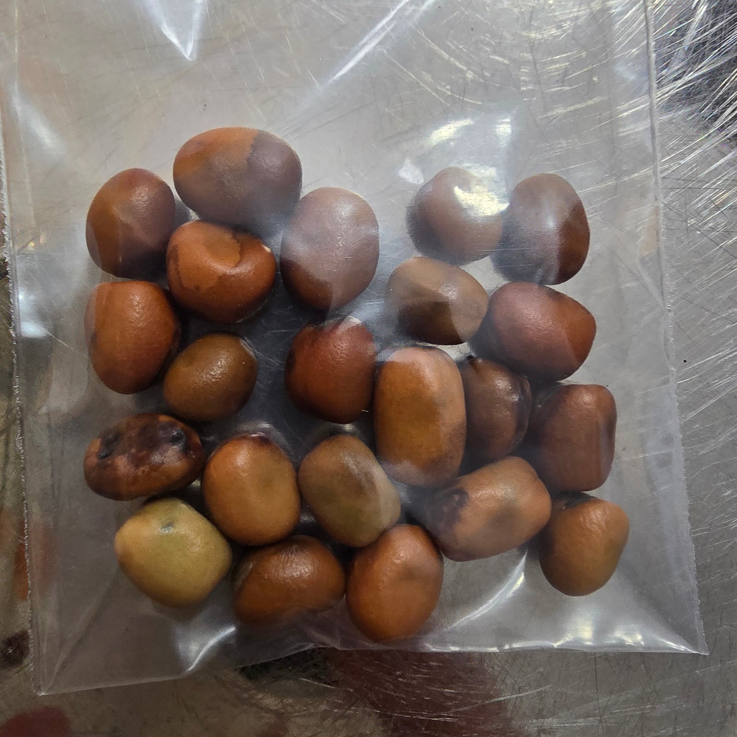 Organic Heirloom Fava Beans- 20 seeds