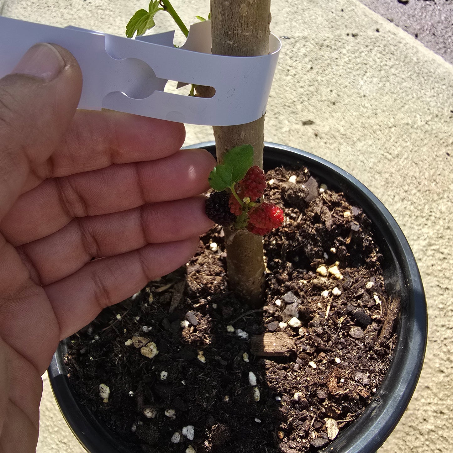 Everbearing Mulberry Tree